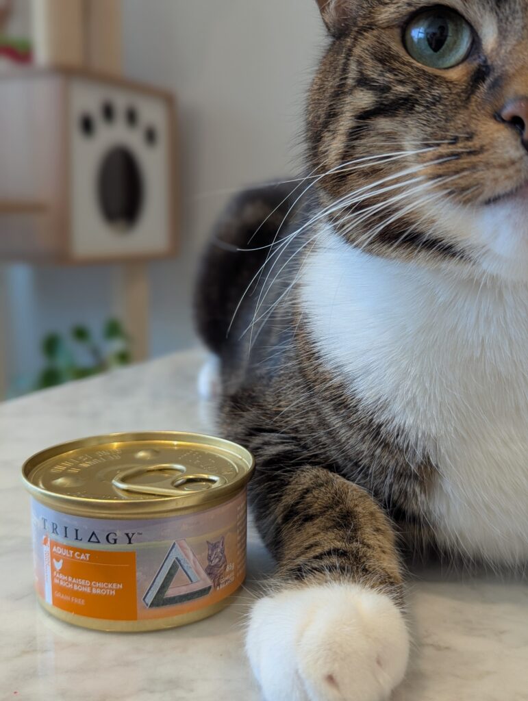 Trilogy chicken cat food with Indy