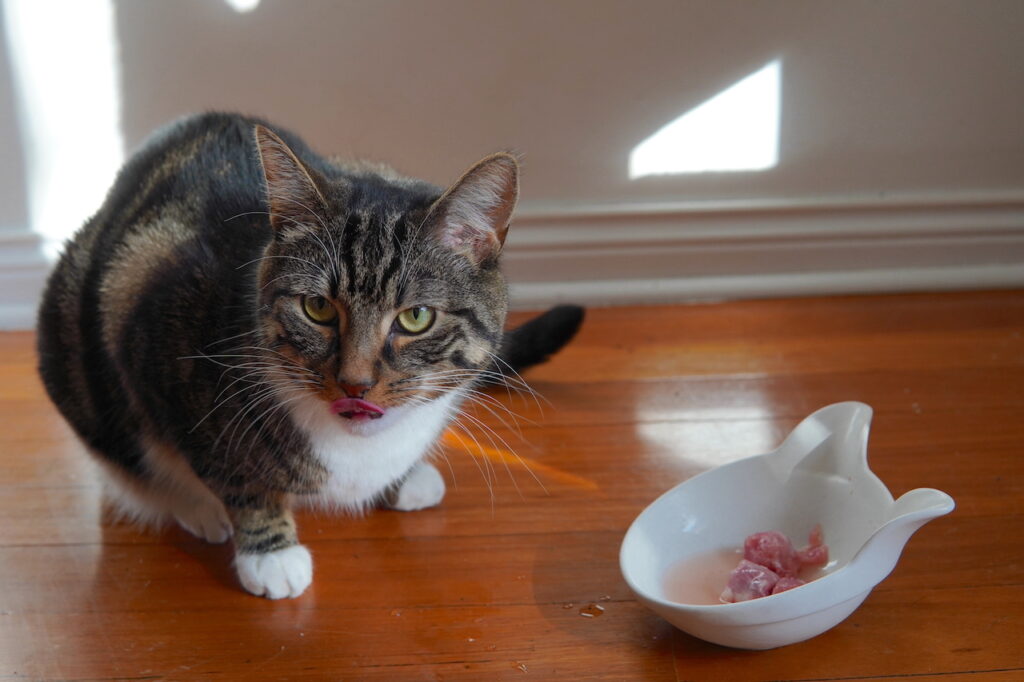 Indy cat and chicken necks