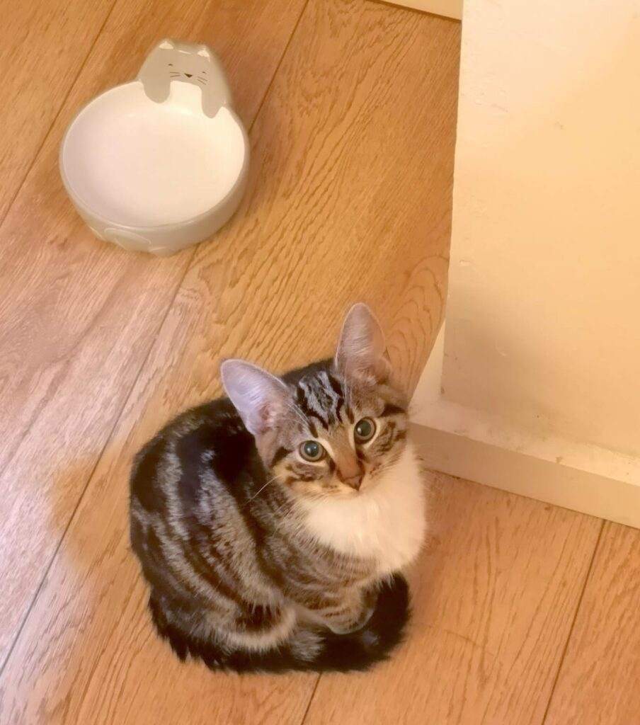 Kitten Indy with Food Bowl